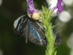Dismorphia theucharila