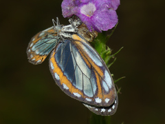 Dismorphia theucharila