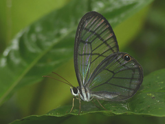 Dulcedo polita