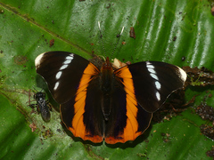 Epiphile eriopis