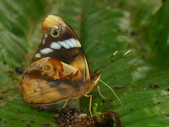 Epiphile eriopis