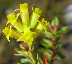 Penaea acutifolia