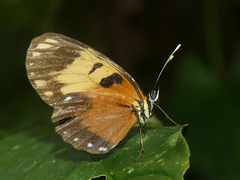 Eresia ithomioides