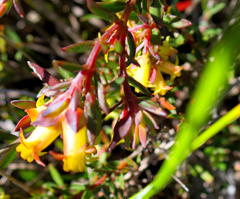 Penaea acutifolia
