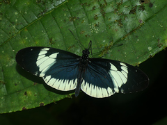 Heliconius cydno alithea