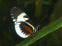 Heliconius cydno alithea
