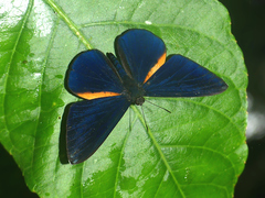 Metacharis xanthocraspedum