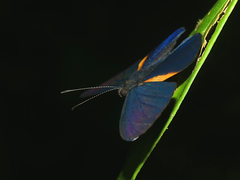 Metacharis xanthocraspedum