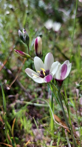 Image of Geissorhiza purpureolutea by (c) Jacques van der Merwe, some rights reserved (CC BY-SA)