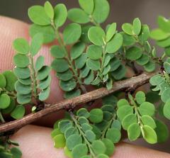 Phyllanthus macranthus macranthus