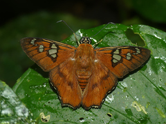 Myscelus perissodora
