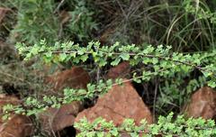 Phyllanthus macranthus macranthus