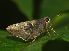 Naevolus orius