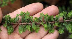 Phyllanthus macranthus macranthus