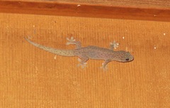 Gehyra purpurascens
