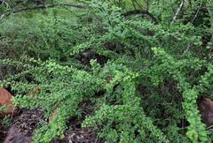 Phyllanthus macranthus macranthus