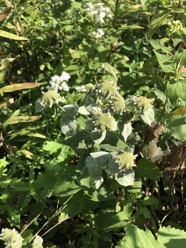 Pycnanthemum muticum