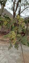 Athyana weinmanniifolia