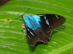 Telegonus azul