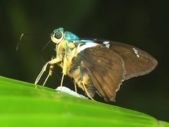 Telegonus azul