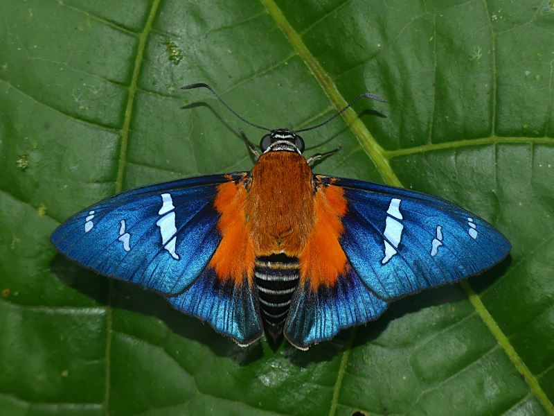 Cosyra Skipper