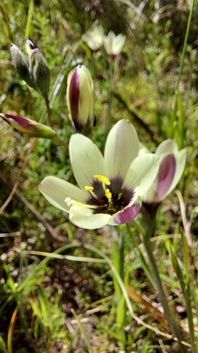 Geissorhiza purpureolutea