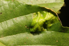 Taphrina tosquinetii