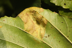 Taphrina tosquinetii