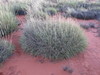 False Spinifex - Photo (c) Kenneth Bader, some rights reserved (CC BY-NC), uploaded by Kenneth Bader