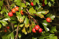 Eingriffeliger Weißdorn (Crataegus monogyna): Herkunft und Verwendung — Foto 2