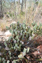 Serruria brownii