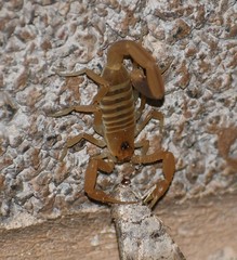 Centruroides vittatus