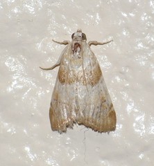 Pseudoschinia elautalis