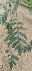 Athyana weinmanniifolia