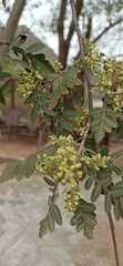 Athyana weinmanniifolia