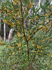 Azara integrifolia