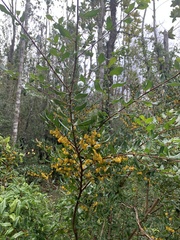 Azara integrifolia