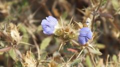 Blepharis subvolubilis