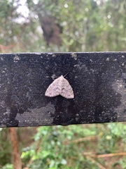 Hoplosauris multivirgulata