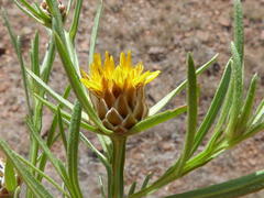 Ondetia linearis