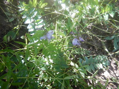 Astragalus norvegicus