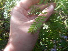 Astragalus norvegicus