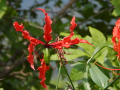 Gloriosa superba
