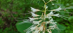 Aesculus