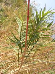 Phragmites mauritianus