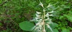 Aesculus