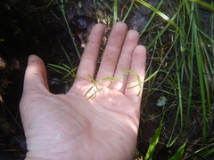 Pseudostellaria sylvatica