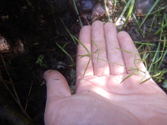 Pseudostellaria sylvatica