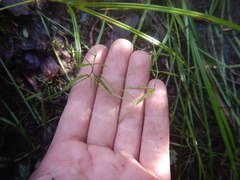Pseudostellaria sylvatica