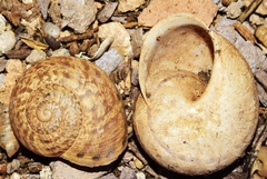 Iberus alonensis